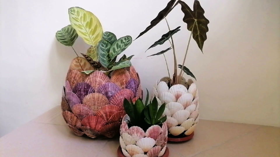 Beautiful Seashells Pots Plants Tutorial