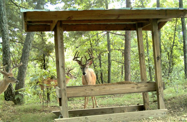 DIY Wooden Deer Feeder at Home