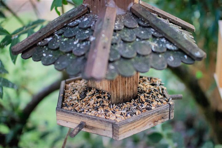 How to Make a Squirrel Feeder for Backyard