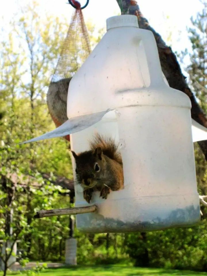 Making a Squirrel Feeder Out of a Milk Jug