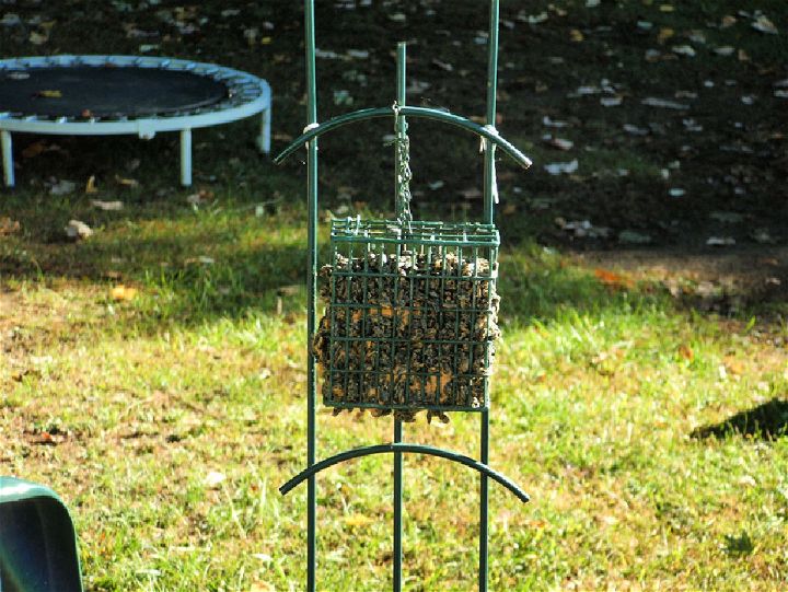 How to Make a Squirrel Feeder at Home