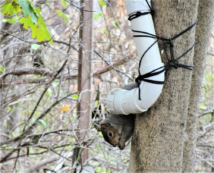 DIY Squirrel Feeder From 2 PVC Pipe
