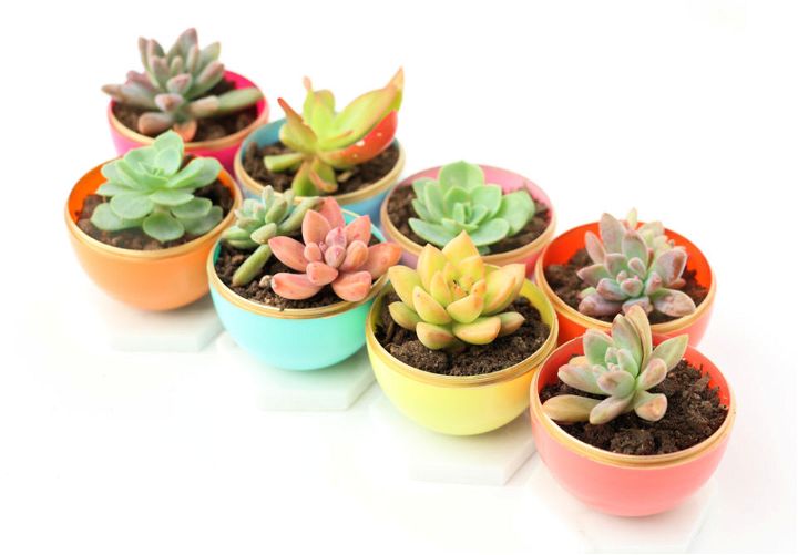 DIY Mini Spring Succulent Planters