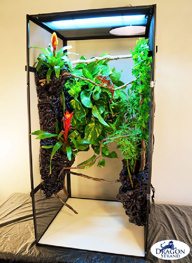 Chameleon Cage Setup With Written Instructions