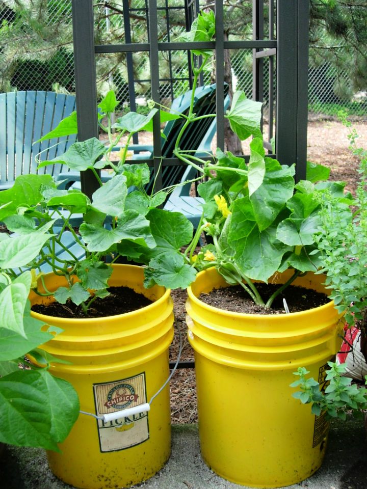How to Grow Vegetables in a Bucket