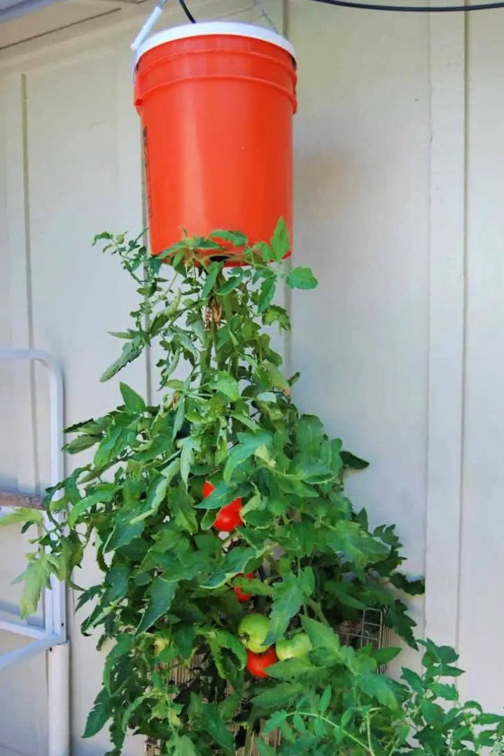 Easy Homegrown Tomatoes Upside Down Planter