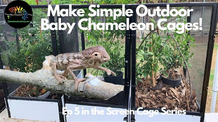 Easy Outdoor Baby Chameleon Cage
