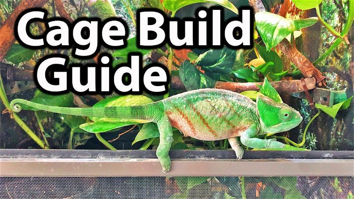 Easy Way to Set Up a Chameleon Cage at Home