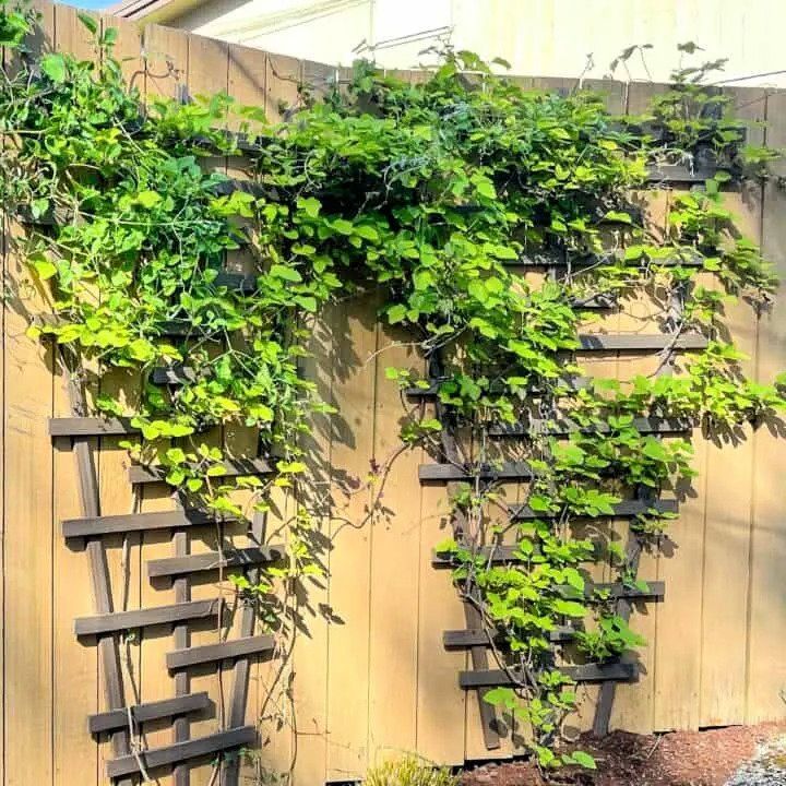 How to Build Modern Trellis With Free Plans