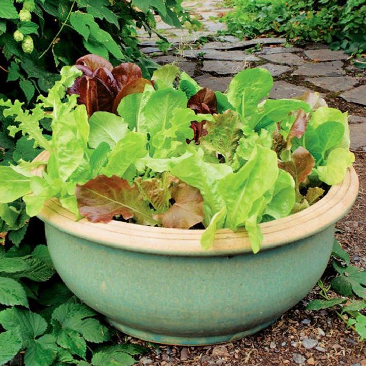 How to Growing Vegetables in Containers
