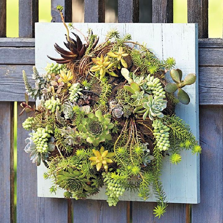 Make Your Own Succulent Wall Planter