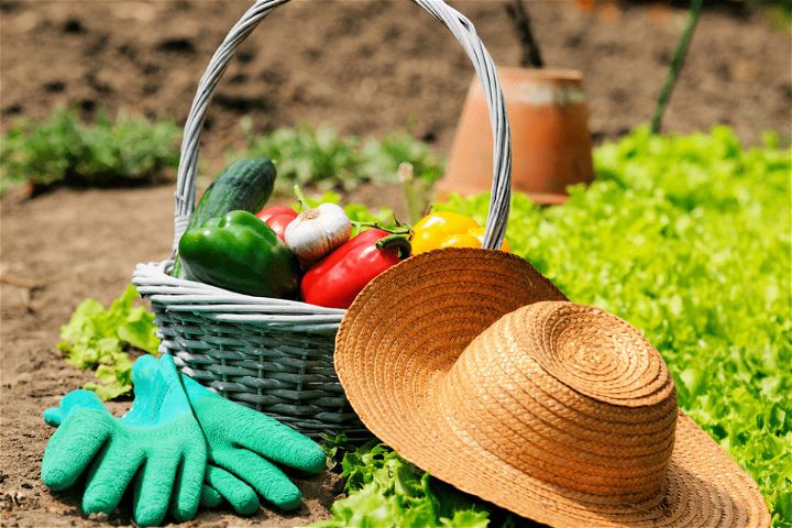 Start Your Own Vegetable Garden on the Cheap