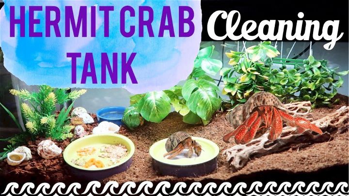Easy DIY Hermit Crab Tank