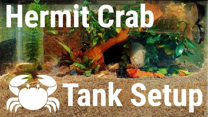 Easy and Simple Hermit Crab Tank Setup