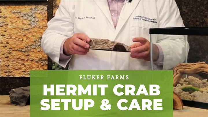 Hermit Crab Care and Setup – Step by Step