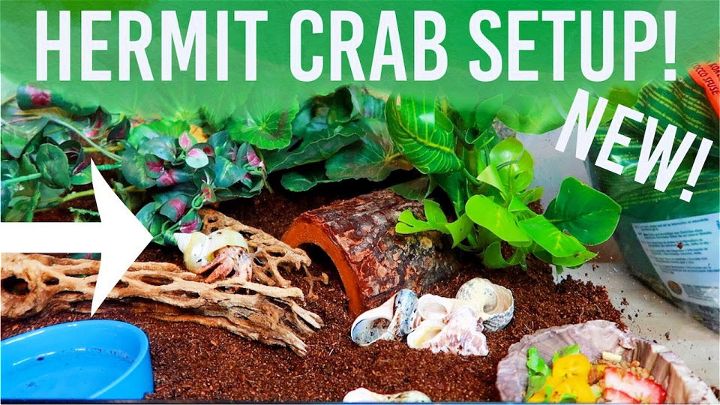 Hermit Crab Tank Setup – Step by Step