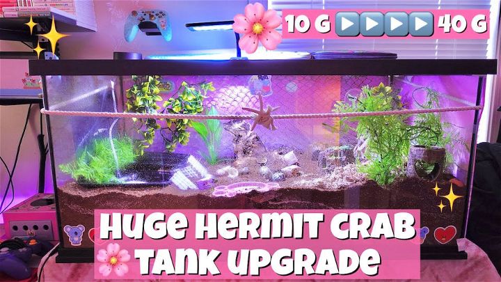Huge Hermit Crab Tank Upgrade Tutorial
