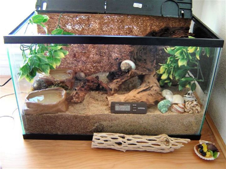 Set Up a Hermit Crab Habitat at Home