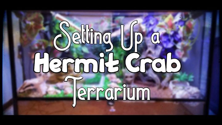 Setting Up Hermit Crab Terrarium
