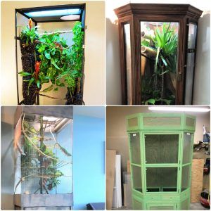16 homemade DIY chameleon cage ideas and free plans