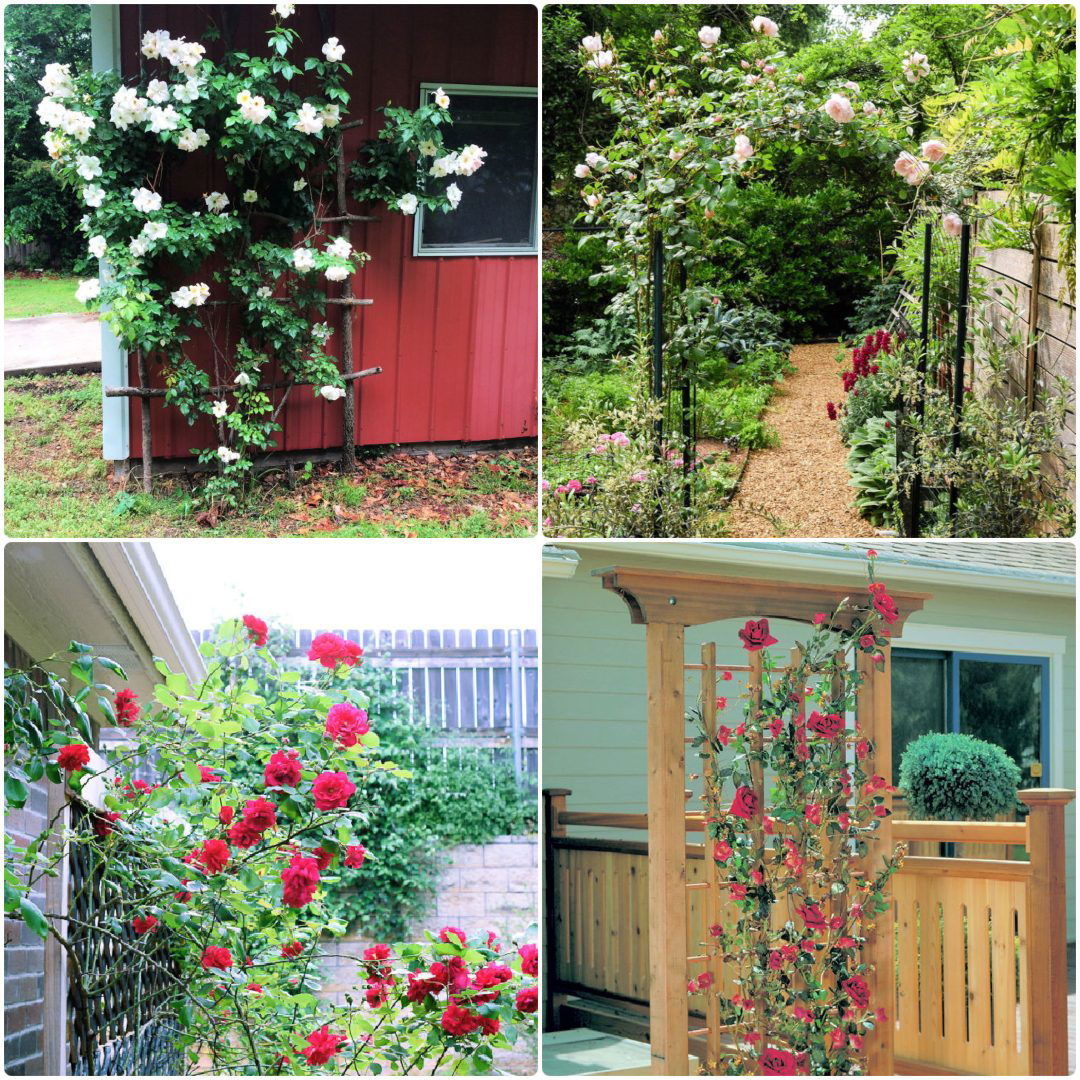 15 DIY Rose Trellis Ideas Build a Climbing Rose Support